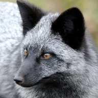 Old Silver Fox